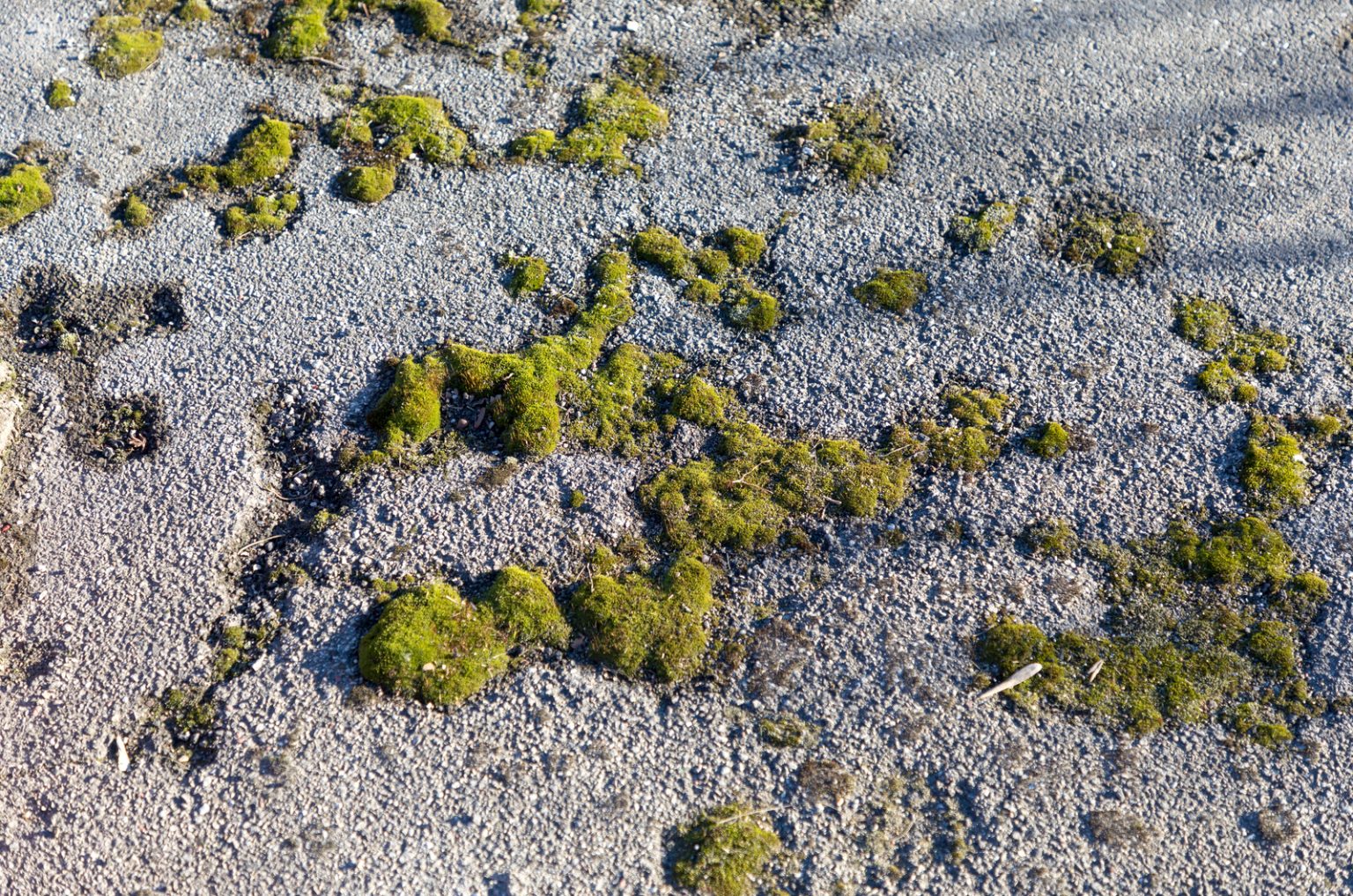 8 Ways To Kill Moss On Tarmac A Complete Guide