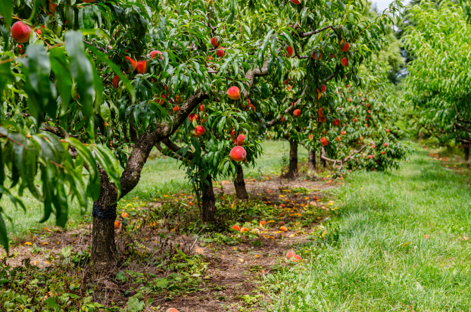 Everything You Need To Know About Peaches In Season