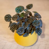 Peperomia Caperata in pot on table