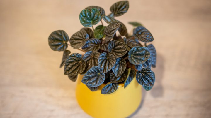 Peperomia Caperata: Plant Care, Features, And Fun Facts