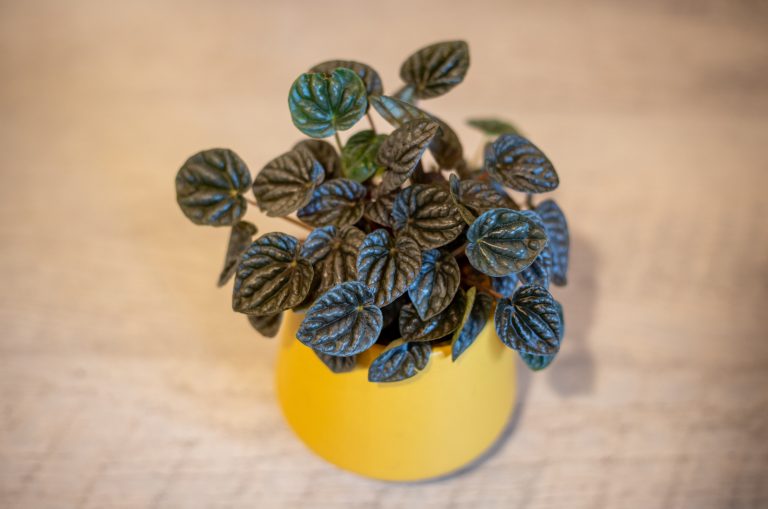 Peperomia Caperata in pot on table