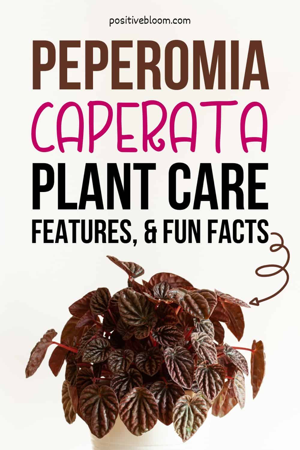 Peperomia Caperata Plant Care, Features, And Fun Facts Pinterest