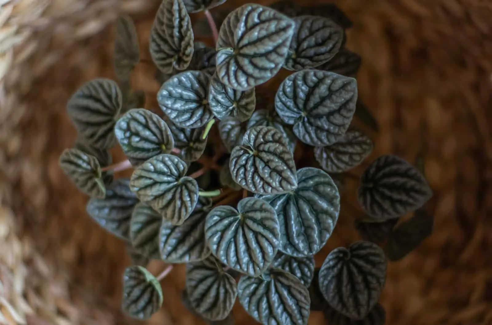 Peperomia Frost in basket