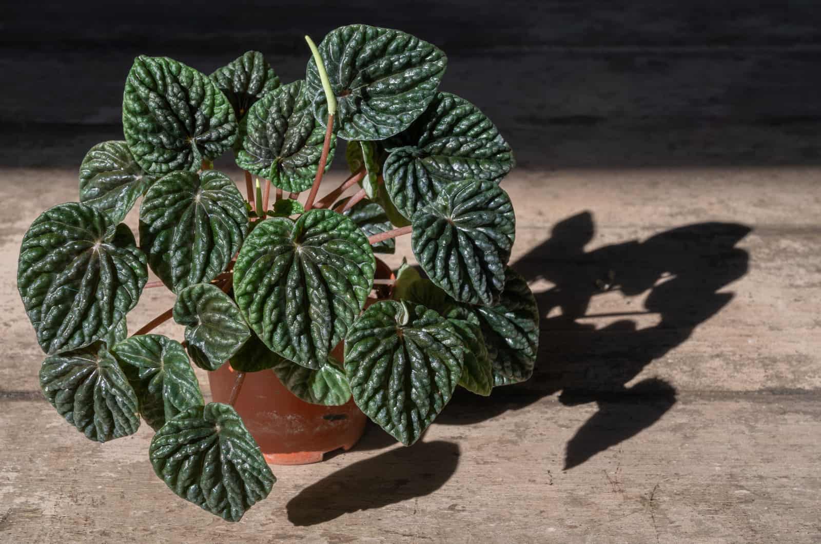 Peperomia Frost in pot on table