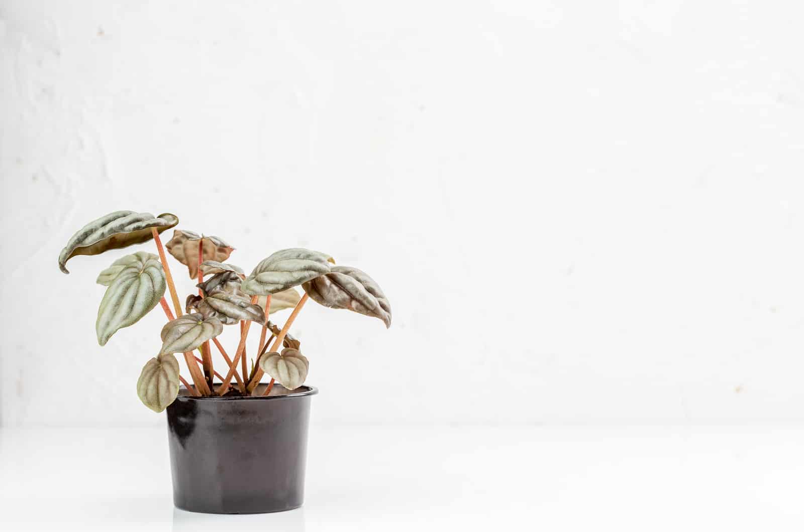 Peperomia Frost in pot on white table