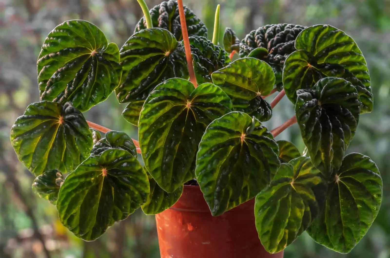 Peperomia Frost in pot