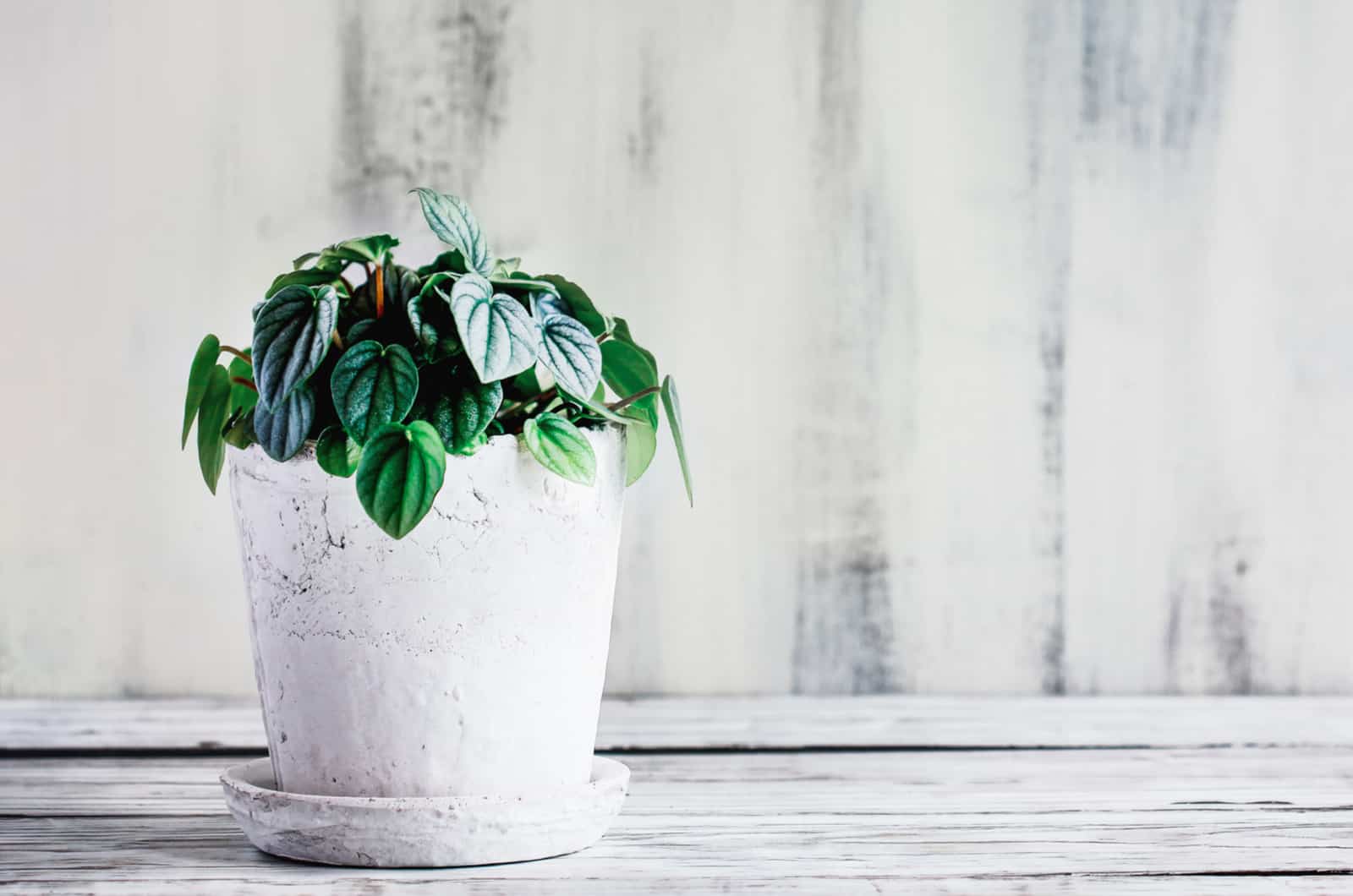 Peperomia Frost in white pot on table