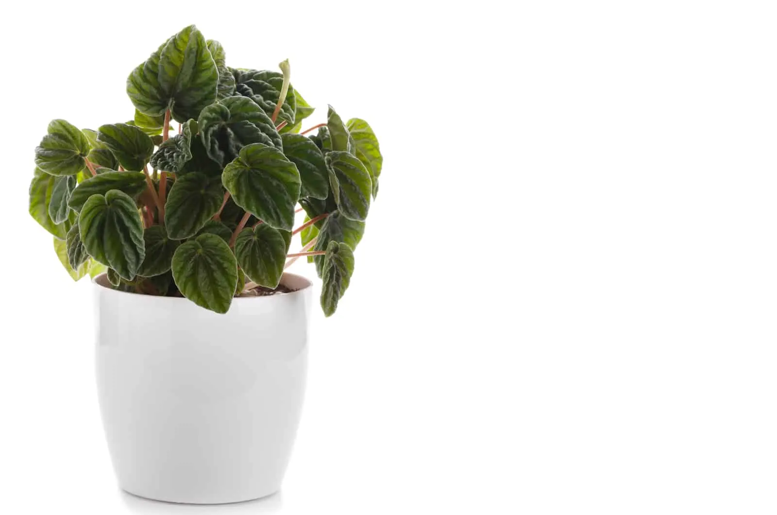 Peperomia Frost in white pot with white background