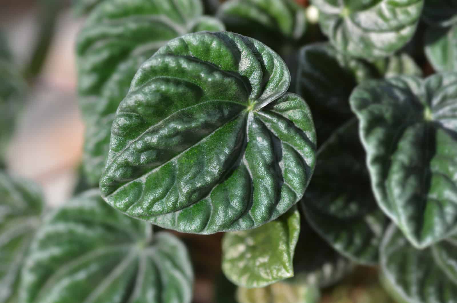 Peperomia Frost leaves