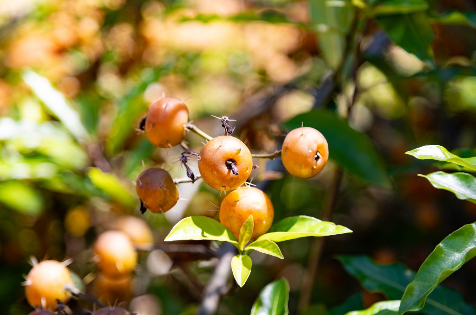 Pereskia Aculeata