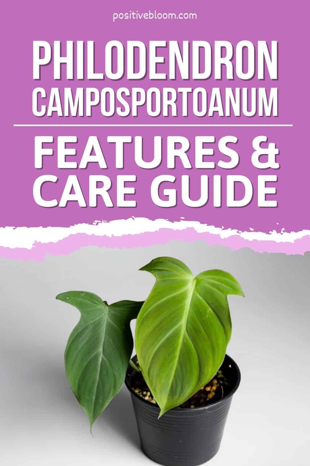 Philodendron Camposportoanum Features & Care Guide Pinterest