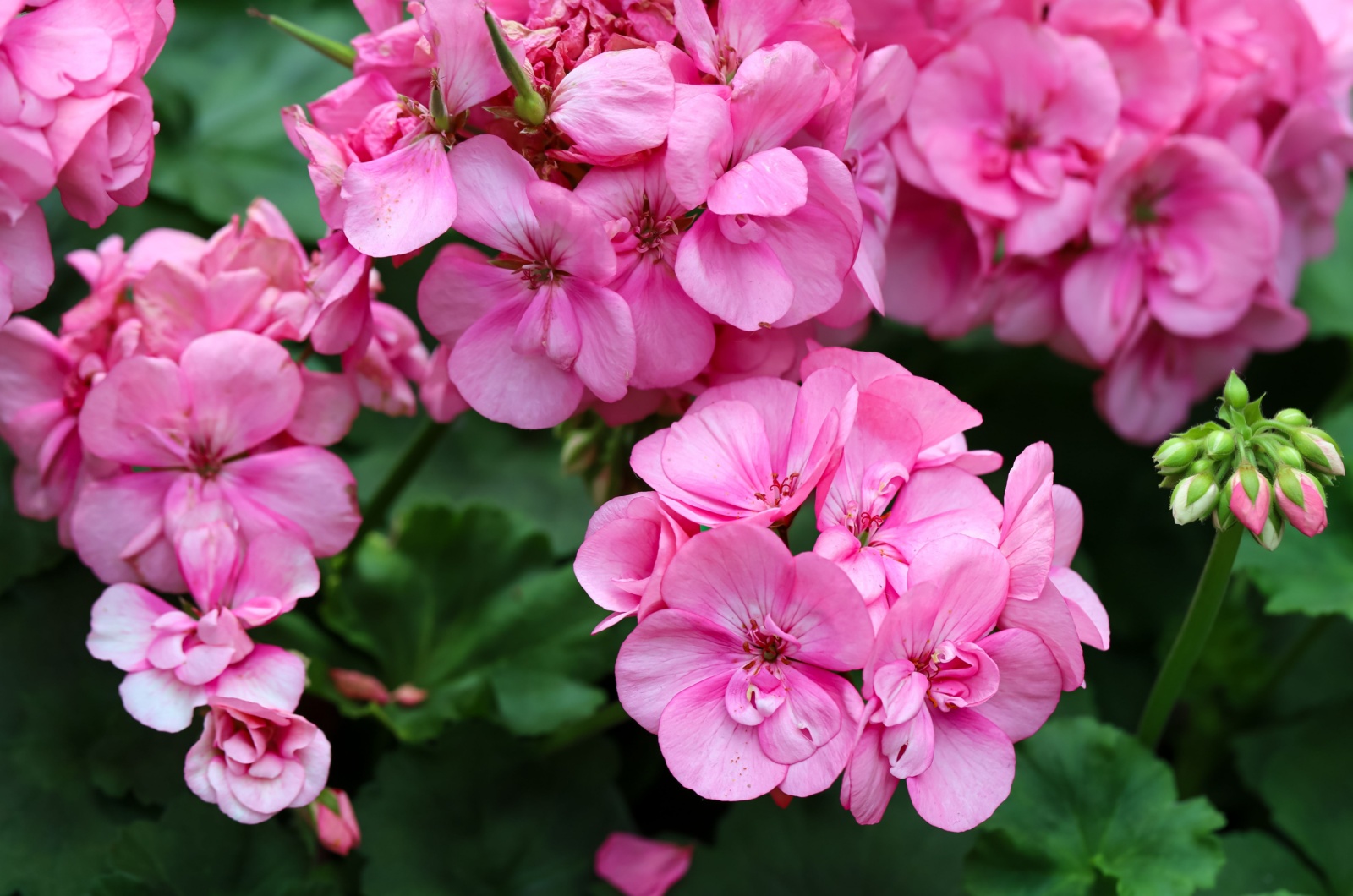 Pink geranium flowers