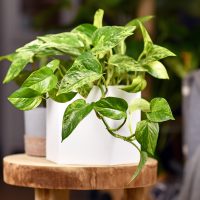 Pothos in a white pot