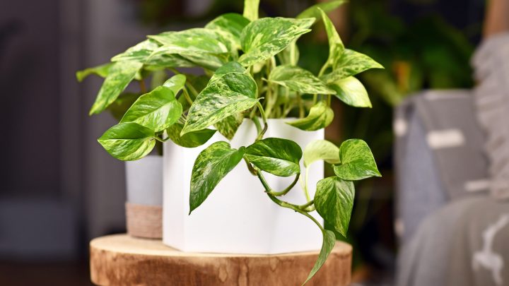 Pothos Leaves Curling: The Causes And Solutions