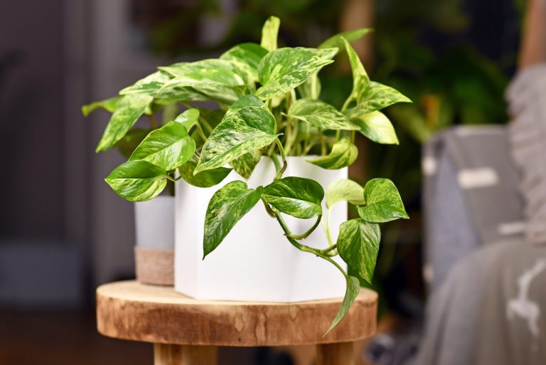 Pothos in a white pot