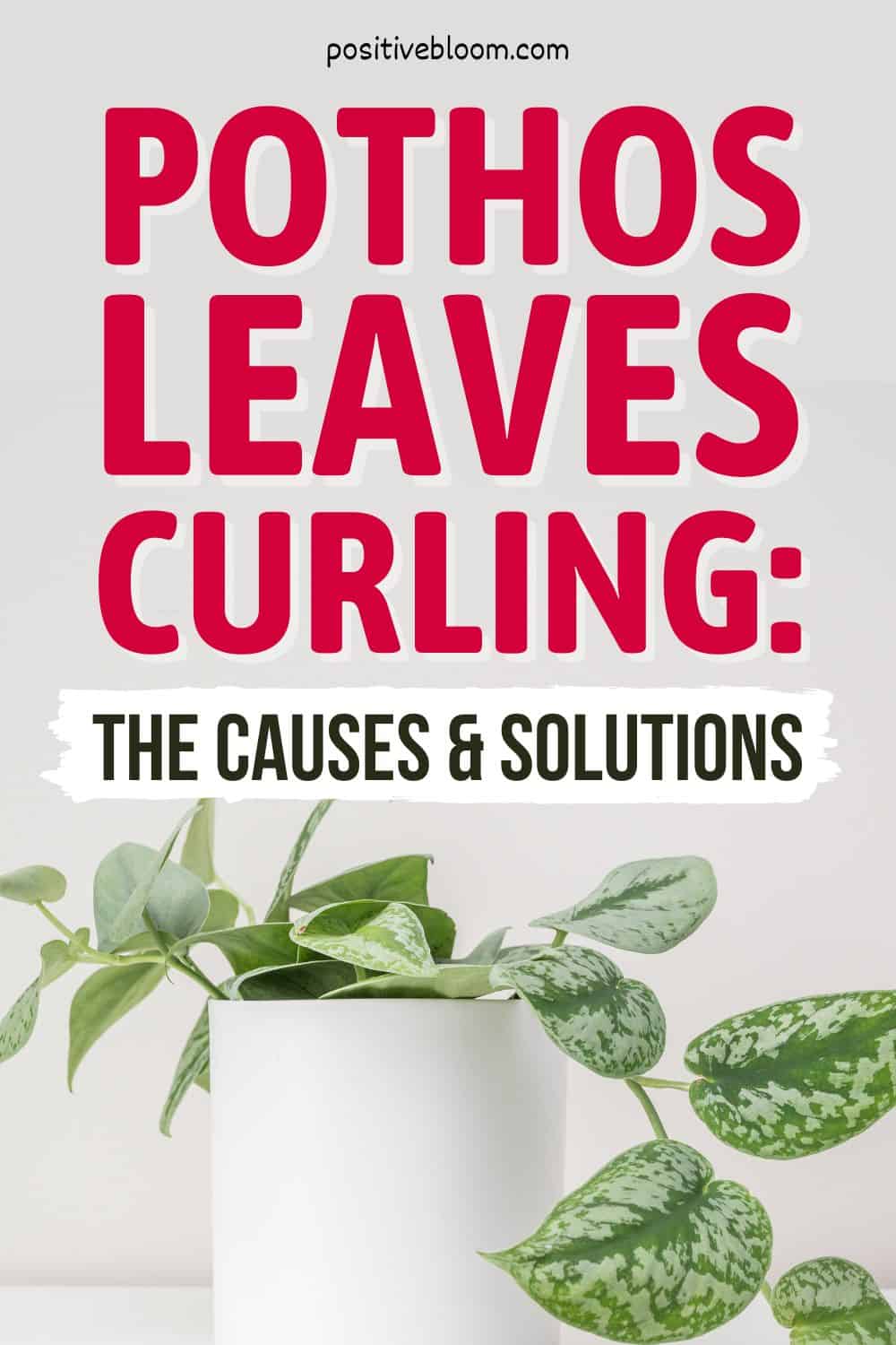 Pothos Leaves Curling The Causes & Solutions Pinterest