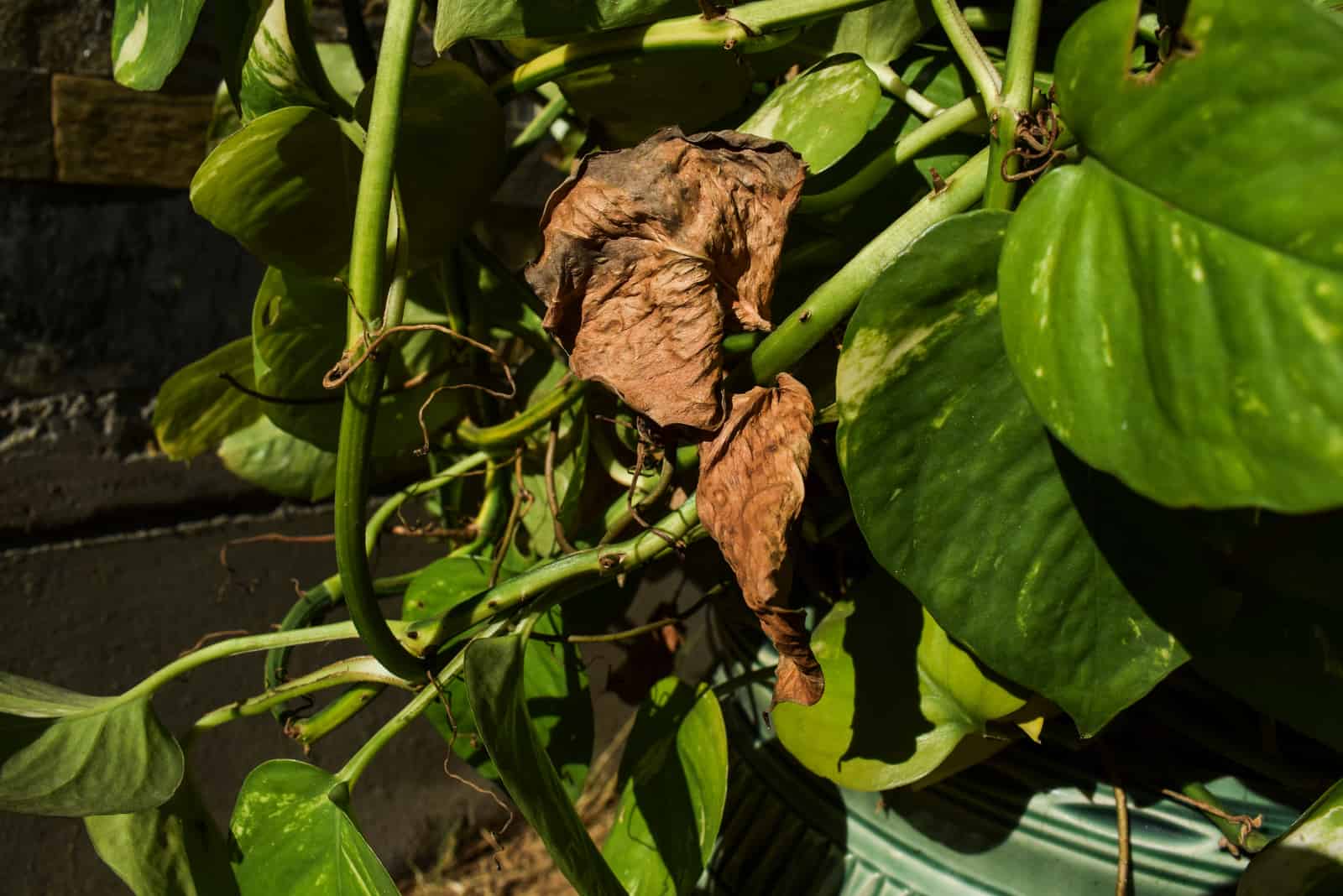 Pothos disease which dries up