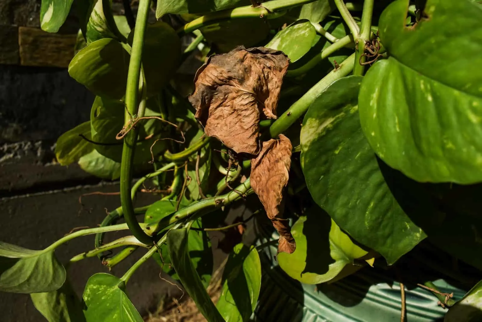 Pothos disease which dries up