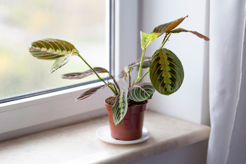 11 Reasons You May See Your Prayer Plant Drooping & How To Fix It