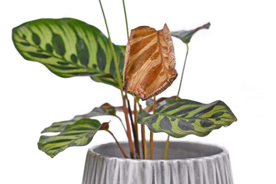 11 Reasons You May See Your Prayer Plant Drooping & How To Fix It
