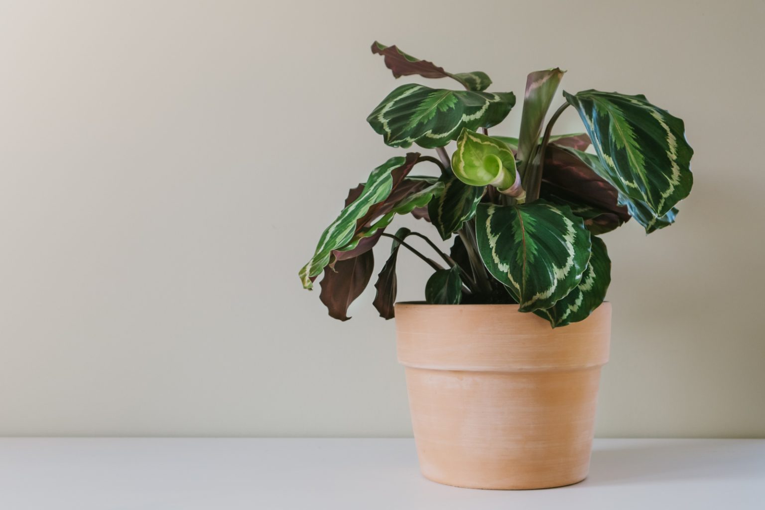 11 Reasons You May See Your Prayer Plant Drooping & How To Fix It