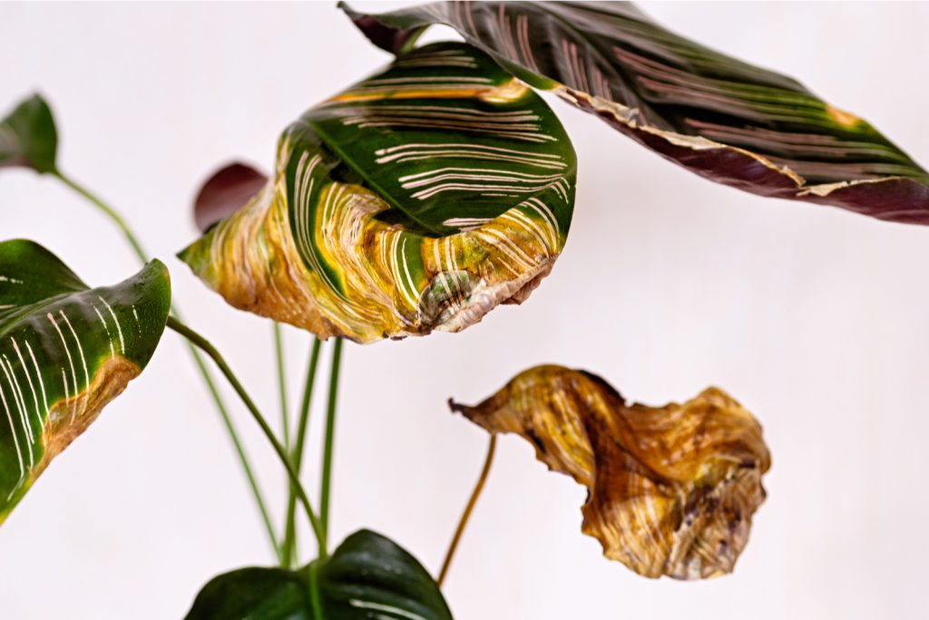 11 Reasons You May See Your Prayer Plant Drooping & How To Fix It