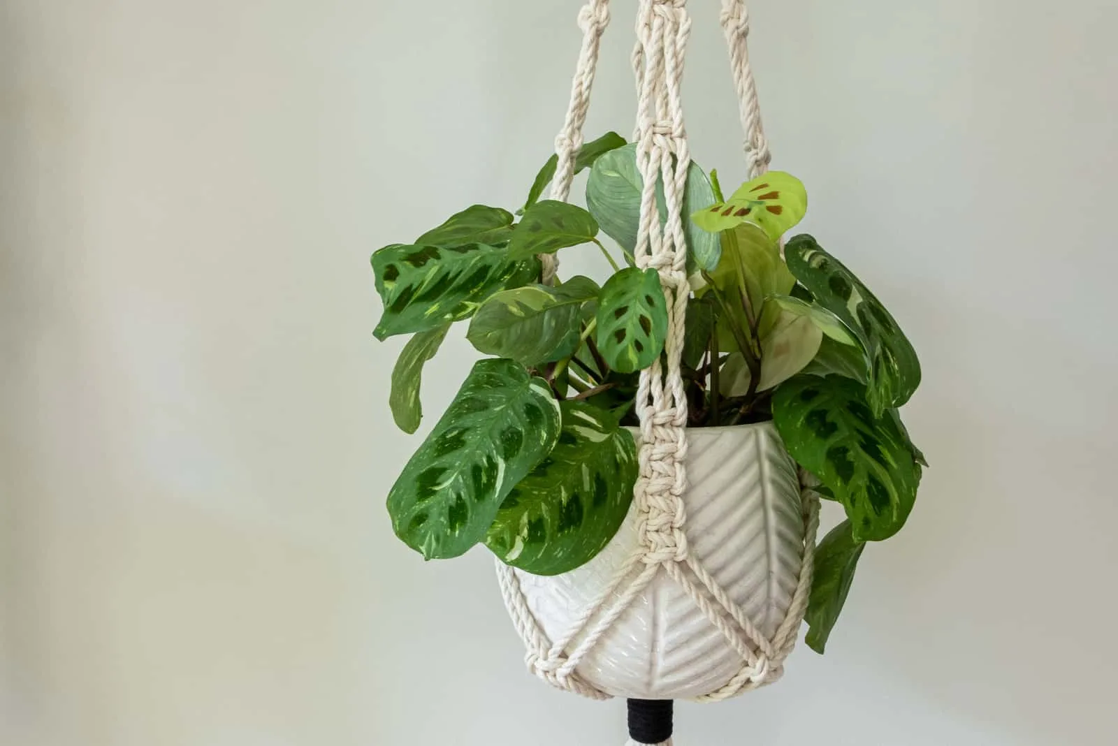 Prayer plant