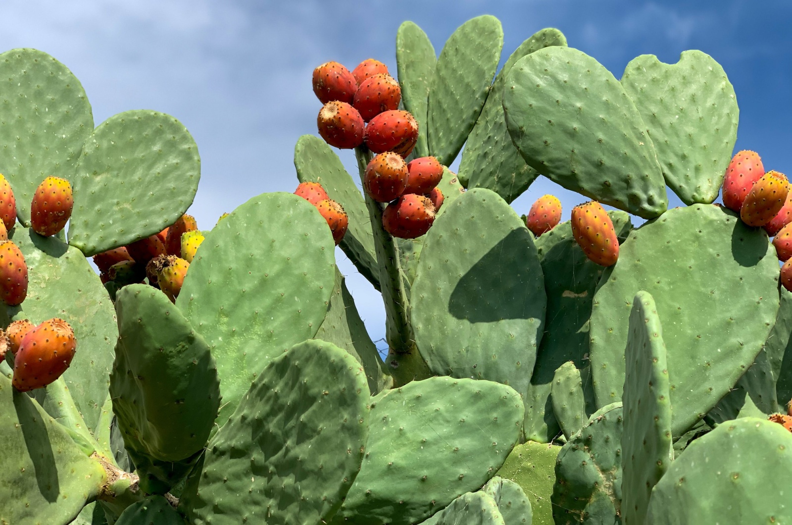 Prickly Pear Cactus