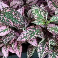 the polka dot plant