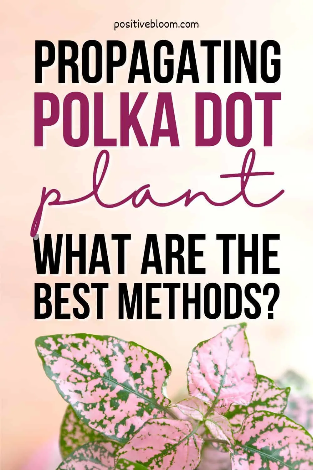 Propagating Polka Dot Plant What Are The Best Methods Pinterest
