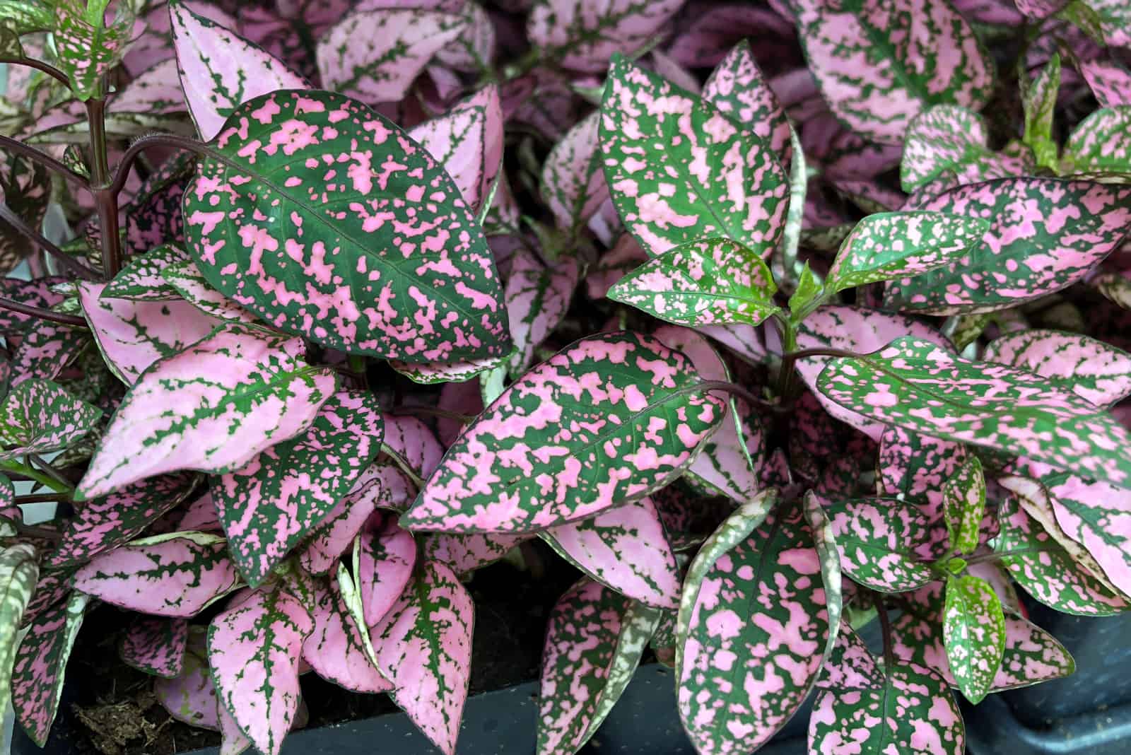 Propagating Polka Dot Plant: What Are The Best Methods?