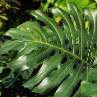 Rhaphidophora Decursiva plant leaf