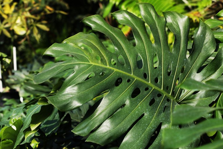 Rhaphidophora Decursiva plant leaf
