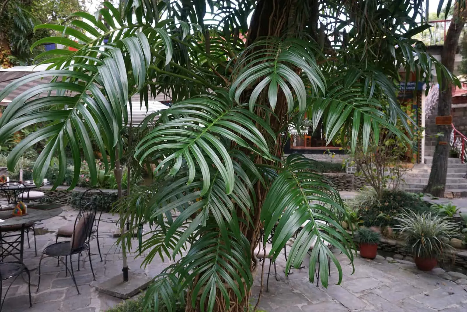 Rhaphidophora Decursiva big plant outdoor