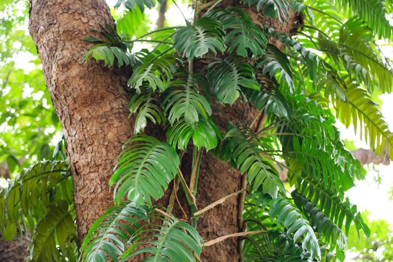 Rhaphidophora Decursiva plant in the wood