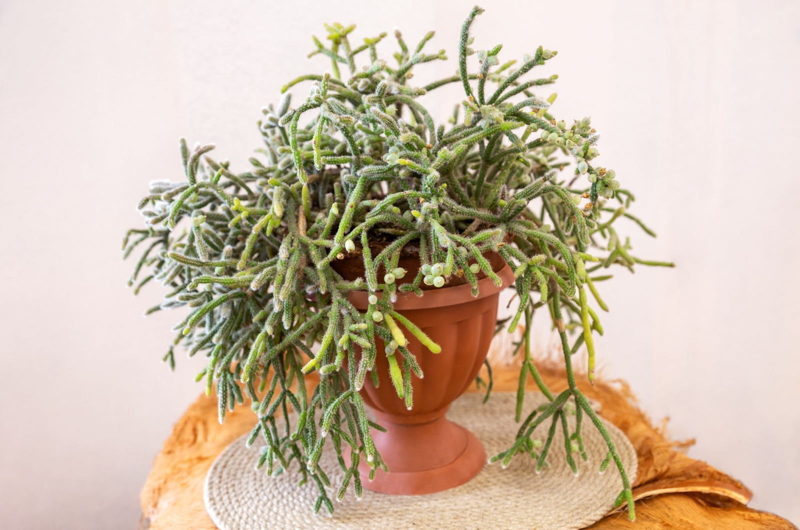 Rhipsalis