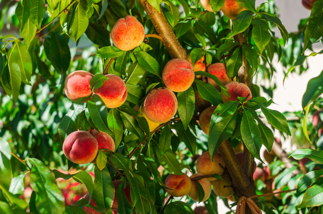 Everything You Need To Know About Peaches In Season