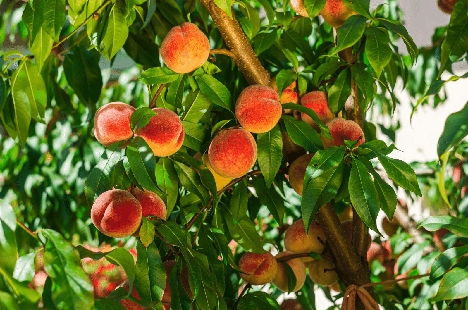 Ripe peaches on the tree with natural backlight