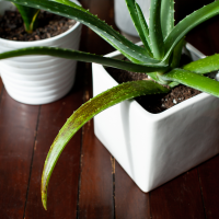 Overwatered aloe plant