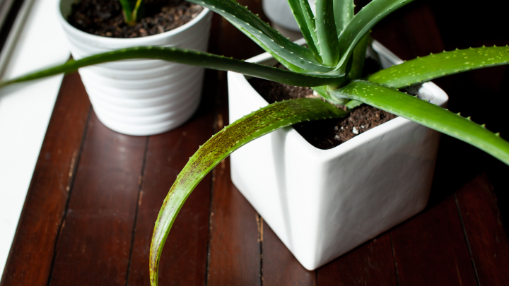 Signs Of An Overwatered Aloe Plant And How To Fix It
