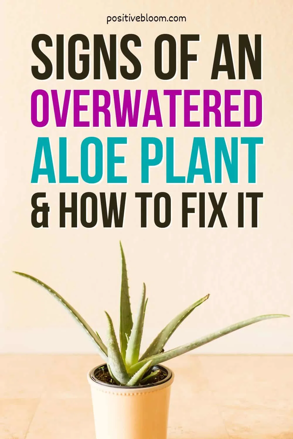 Signs Of An Overwatered Aloe Plant And How To Fix It Pinterest