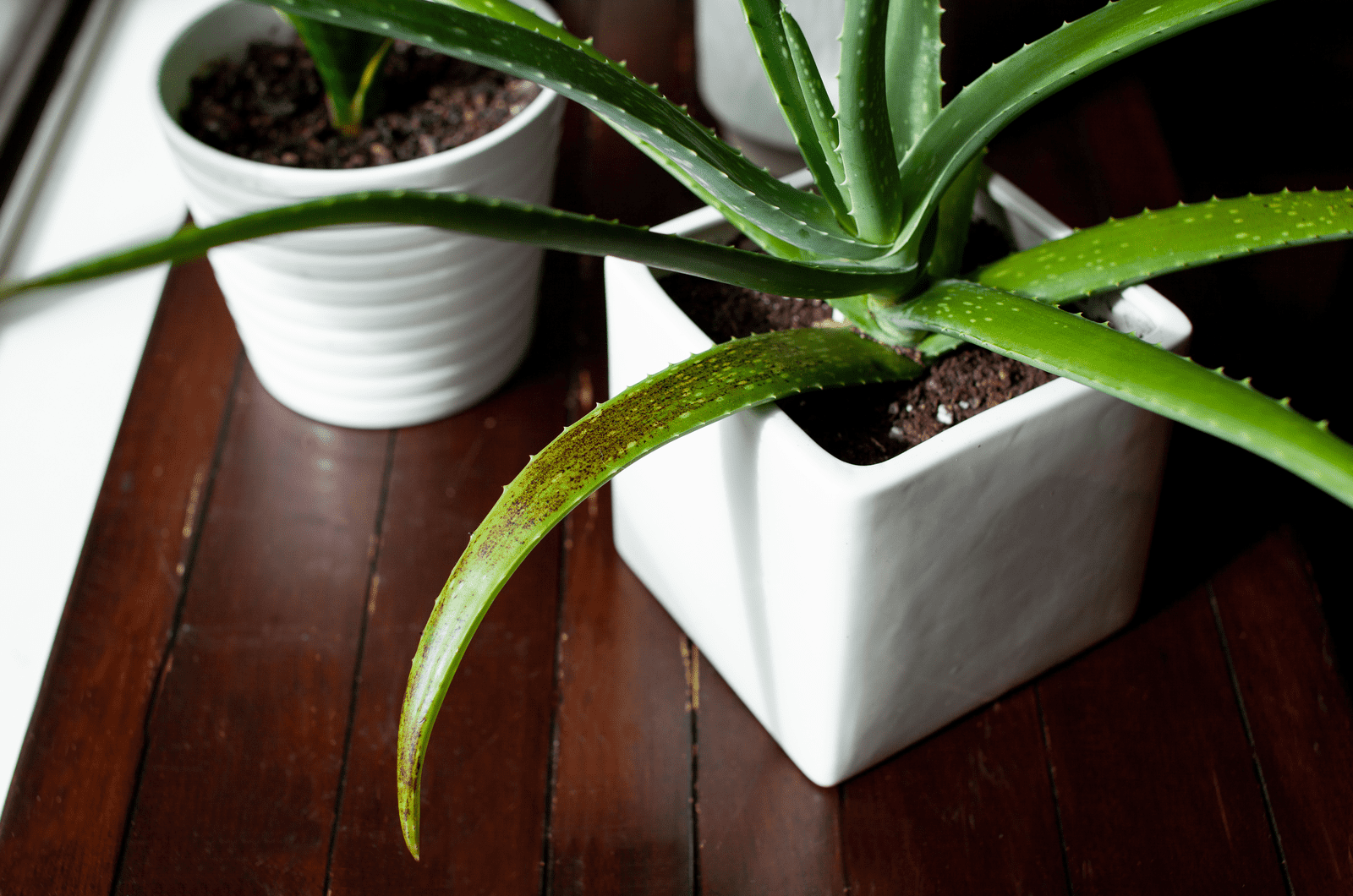 Signs Of An Overwatered Aloe Plant And How To Fix It