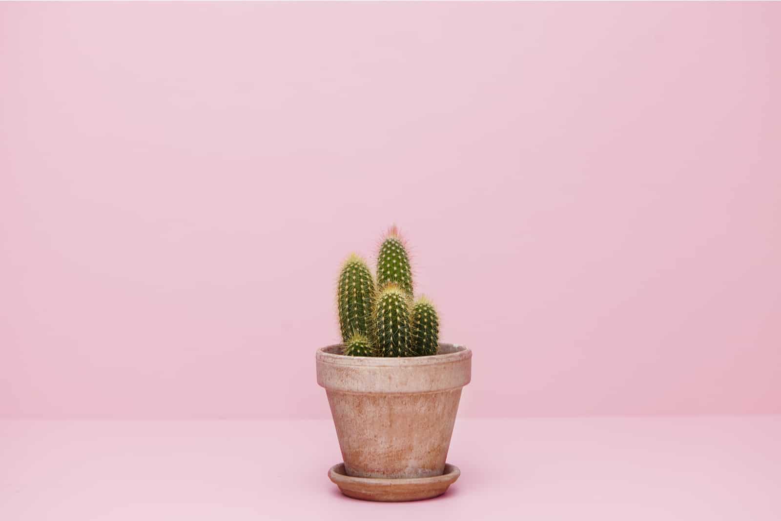 Small cactus in a flowerpot on a pink background