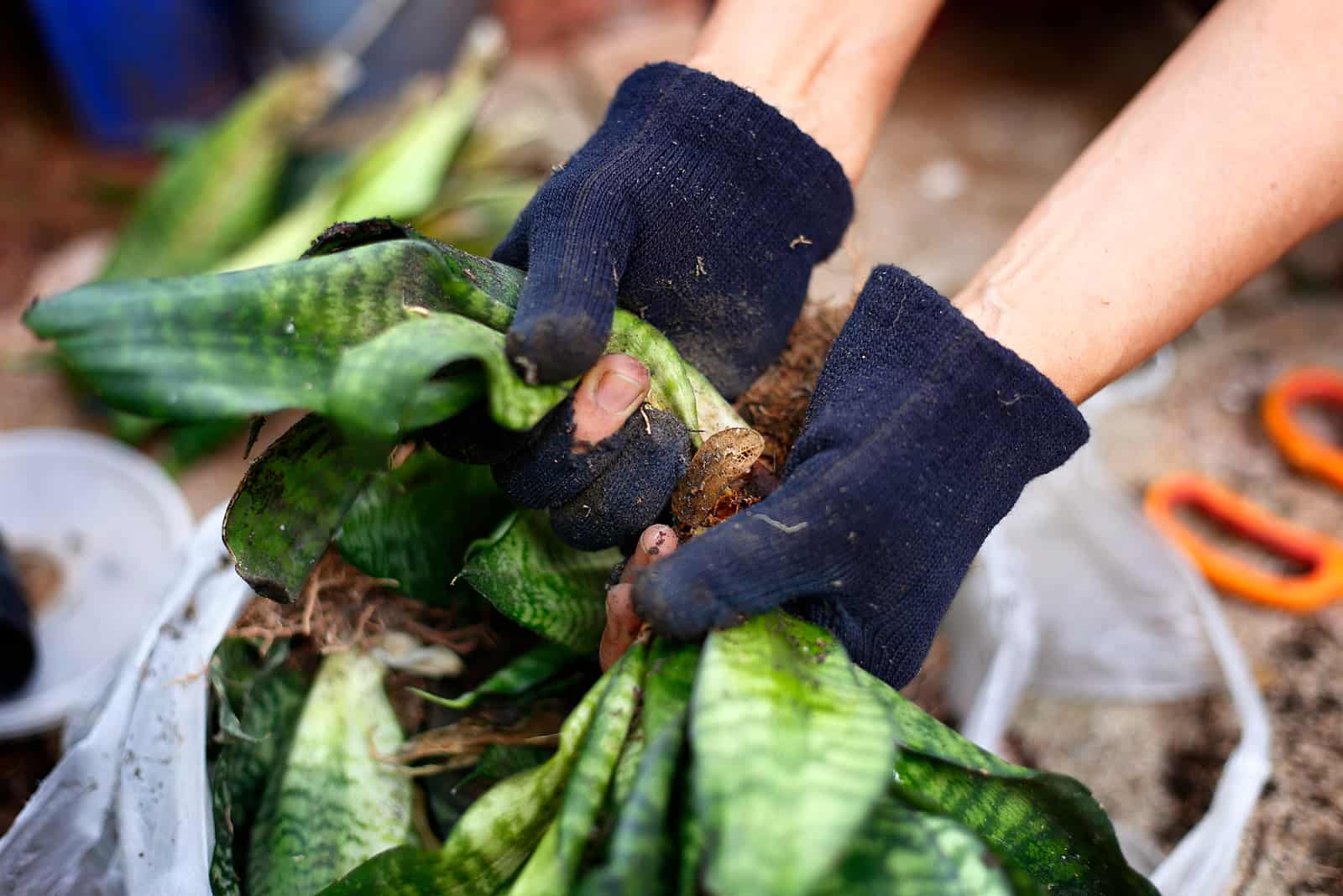 Snake plants in garden were divided by woman hands in glove