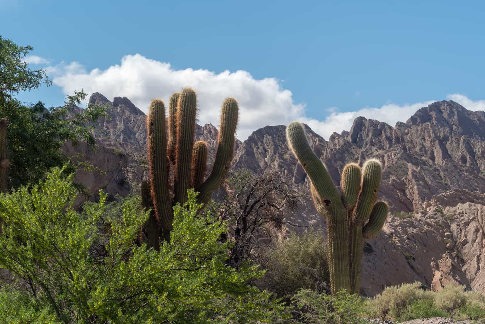 The Argentine saguaro cactus