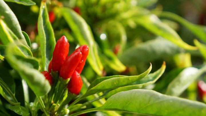 The Chilli Plant Growing Stages: All You Need To Know
