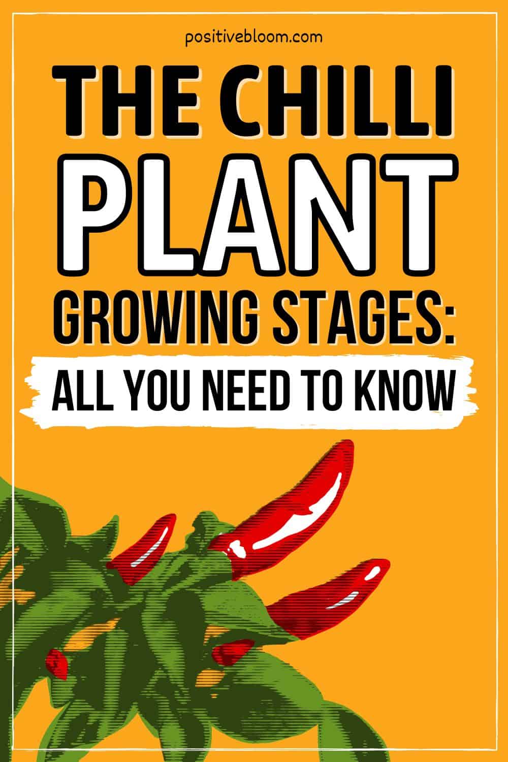 The Chilli Plant Growing Stages All You Need To Know Pinterest