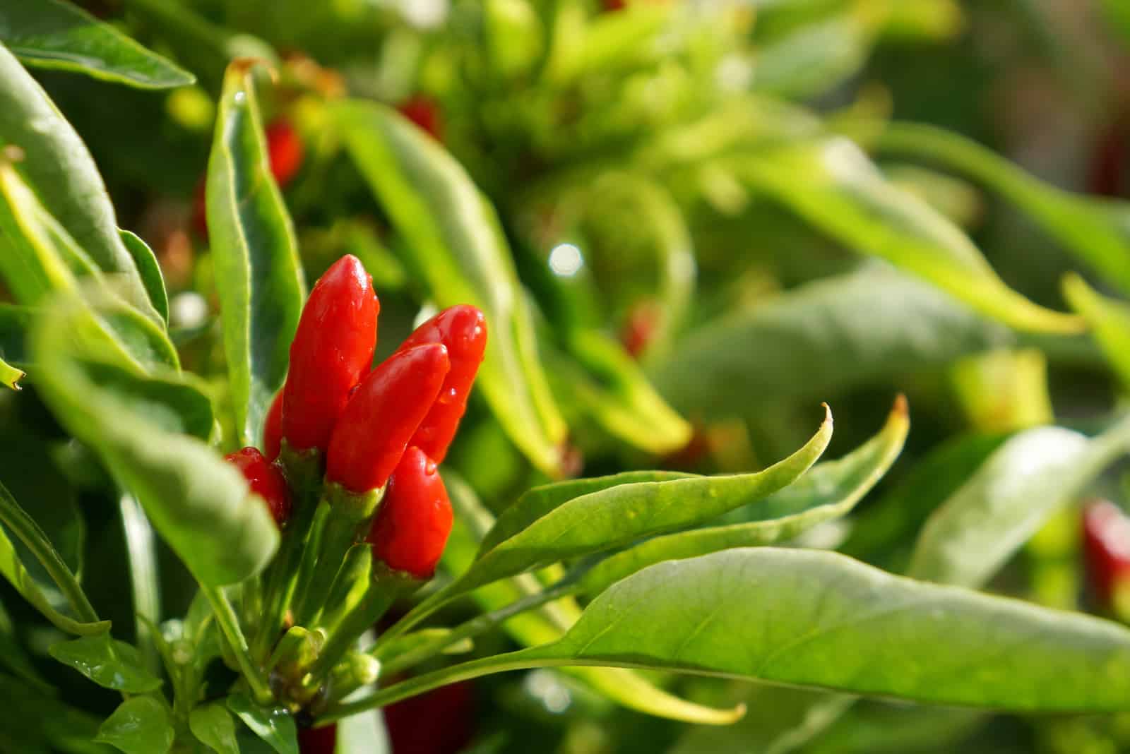 The Chilli Plant Growing Stages All You Need To Know