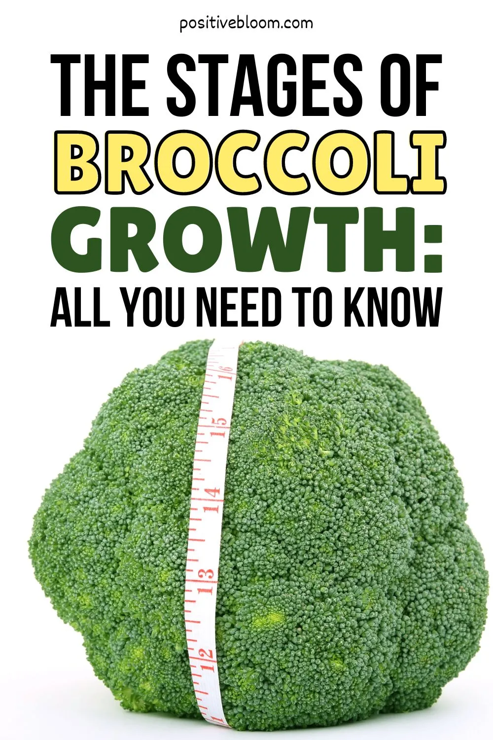 The Stages Of Broccoli Growth All You Need To Know Pinterest