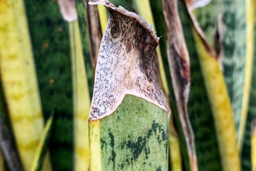 The leaves of the snake plant are rotting